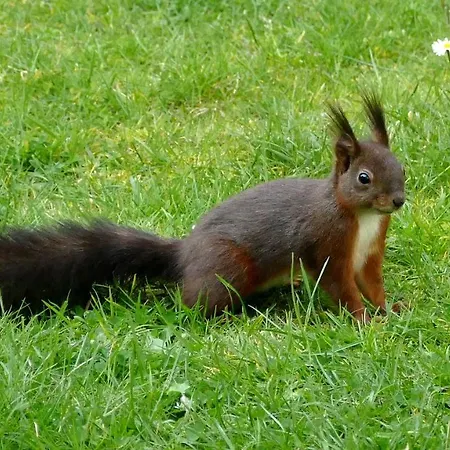 Bar Tabac Point Chaud L'ecureuil