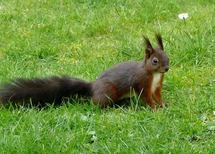 Bar Tabac Point Chaud L'ecureuil